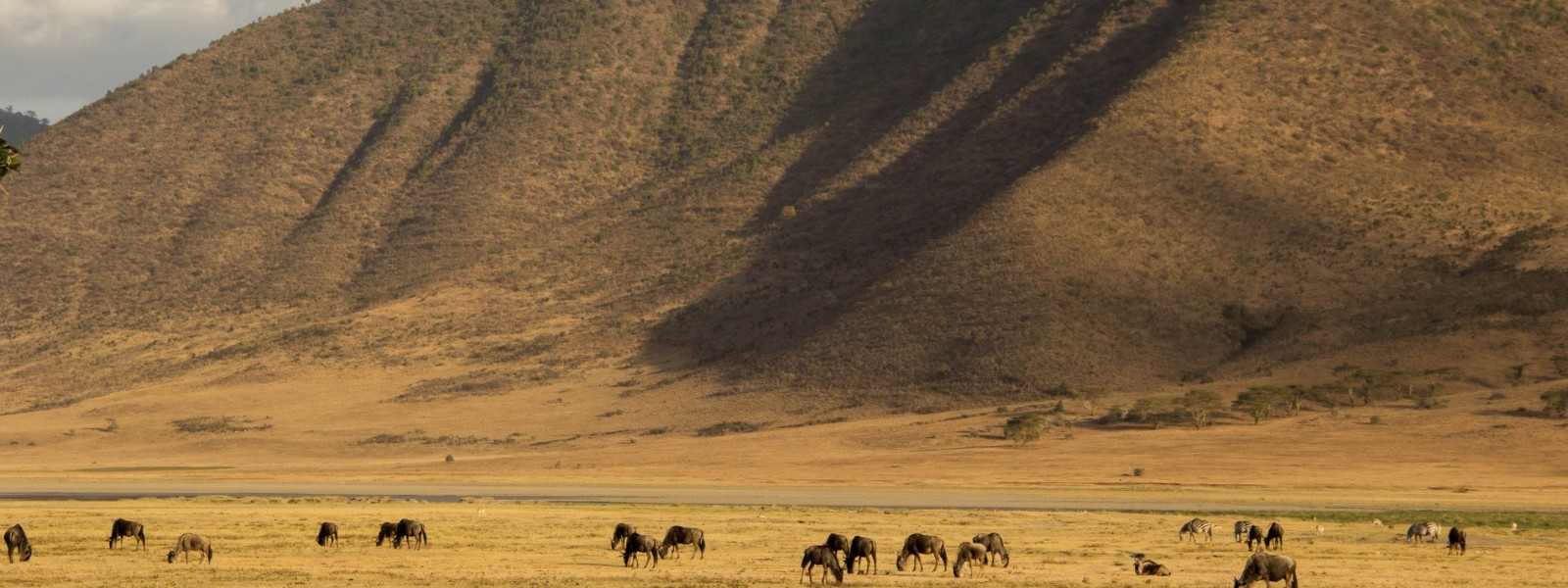 Wildebeest grazing at the foot of a Tanzanian escarpment